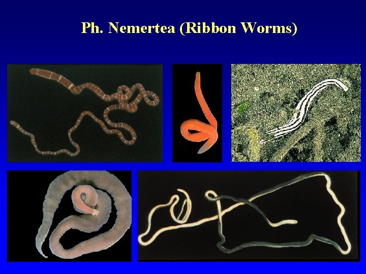 Ph. Nemertea (Ribbon Worms) 