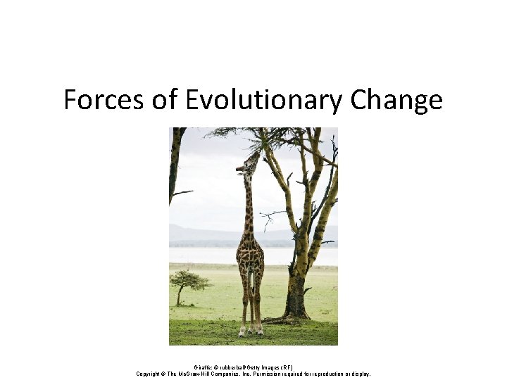 Forces of Evolutionary Change Giraffe: © rubberball/Getty Images (RF) Copyright © The Mc. Graw-Hill