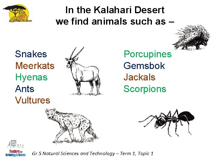 In the Kalahari Desert we find animals such as – Snakes Meerkats Hyenas Ants In the Kalahari Desert we find animals such as – Snakes Meerkats Hyenas Ants
