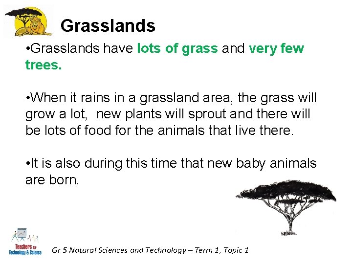 Grasslands • Grasslands have lots of grass and very few trees. • When it Grasslands • Grasslands have lots of grass and very few trees. • When it