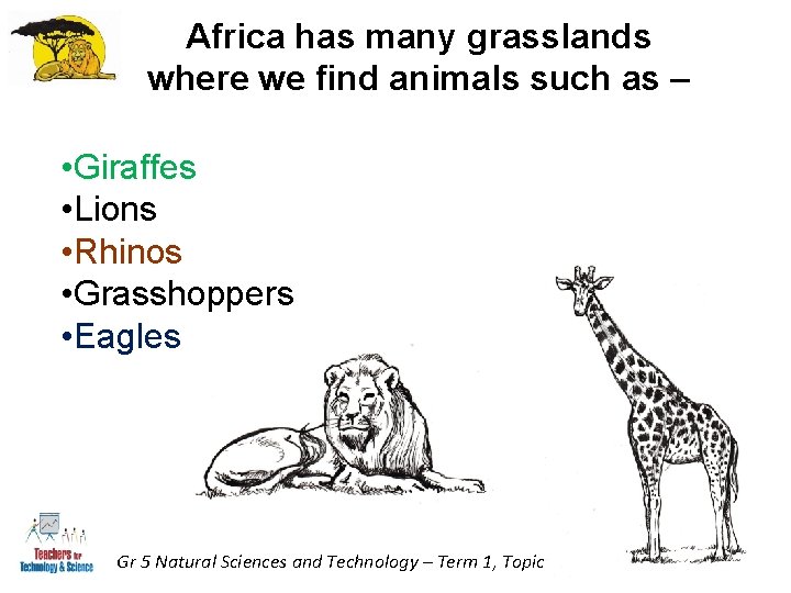 Africa has many grasslands where we find animals such as – • Giraffes • Africa has many grasslands where we find animals such as – • Giraffes •
