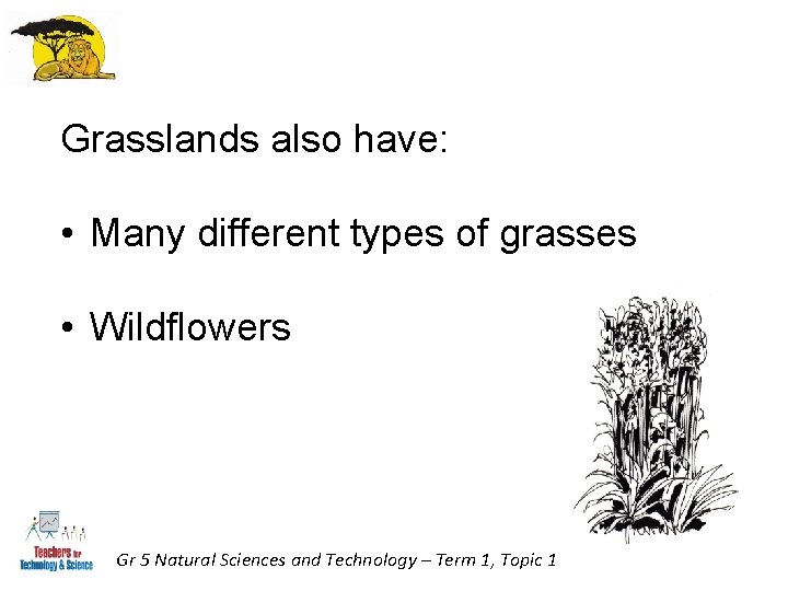 Grasslands also have: • Many different types of grasses • Wildflowers Gr 5 Natural Grasslands also have: • Many different types of grasses • Wildflowers Gr 5 Natural