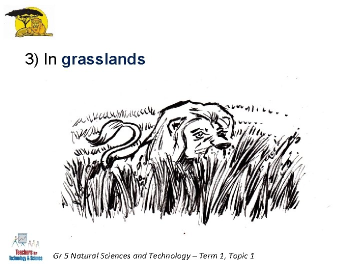 3) In grasslands Gr 5 Natural Sciences and Technology – Term 1, Topic 1 3) In grasslands Gr 5 Natural Sciences and Technology – Term 1, Topic 1