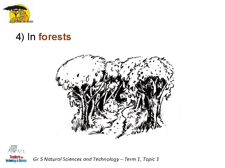 4) In forests Gr 5 Natural Sciences and Technology – Term 1, Topic 1 4) In forests Gr 5 Natural Sciences and Technology – Term 1, Topic 1