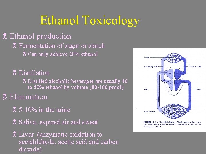 Ethanol Toxicology N Ethanol production N Fermentation of sugar or starch N Can only