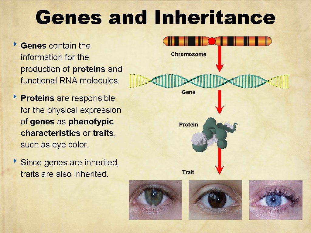 Genes and Inheritance ‣ Genes contain the information for the production of proteins and