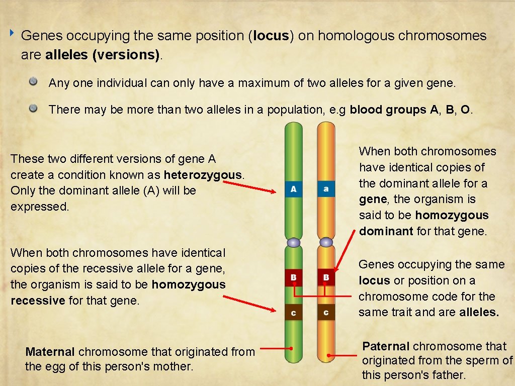 ‣ Genes occupying the same position (locus) on homologous chromosomes are alleles (versions). Any