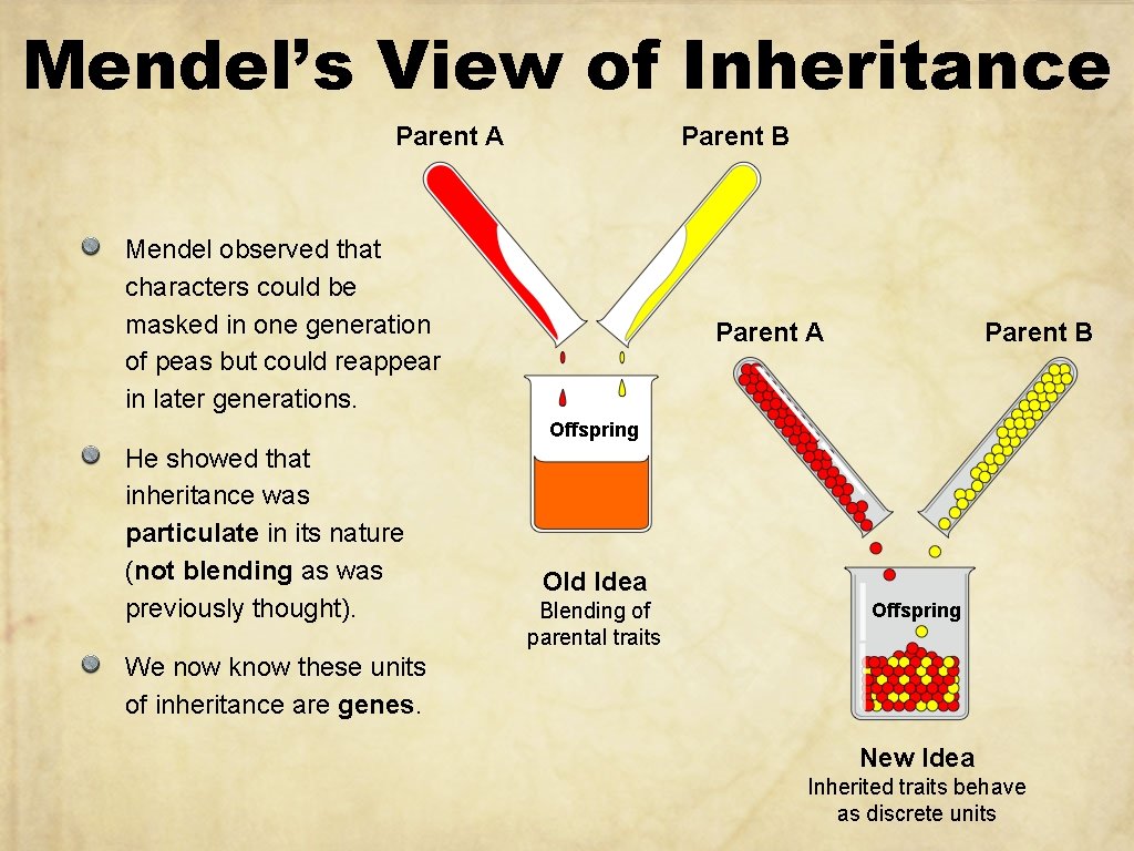 Mendel’s View of Inheritance Parent A Parent B Mendel observed that characters could be