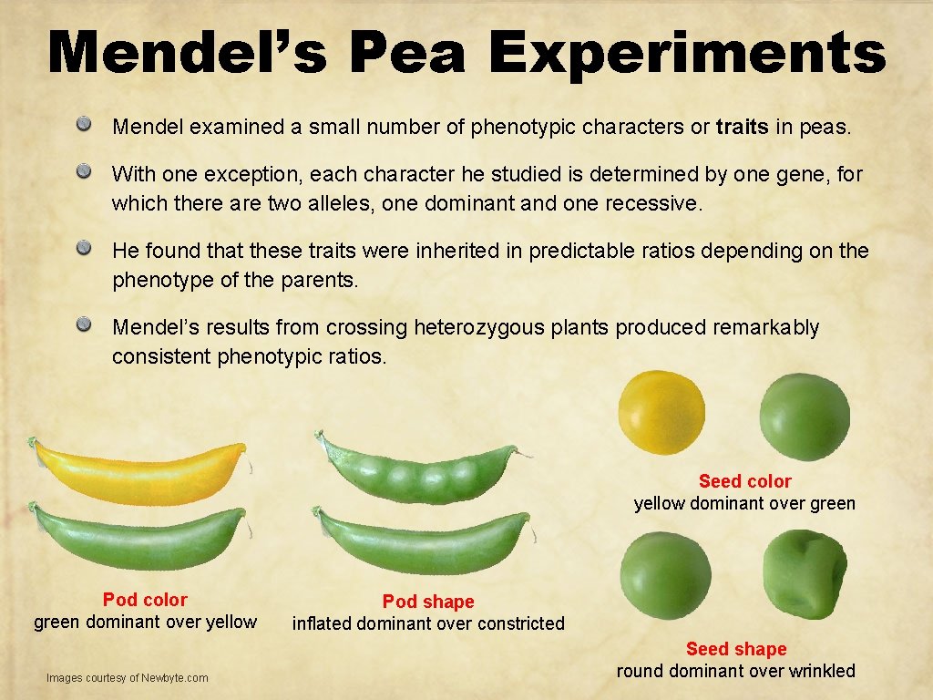 Mendel’s Pea Experiments Mendel examined a small number of phenotypic characters or traits in