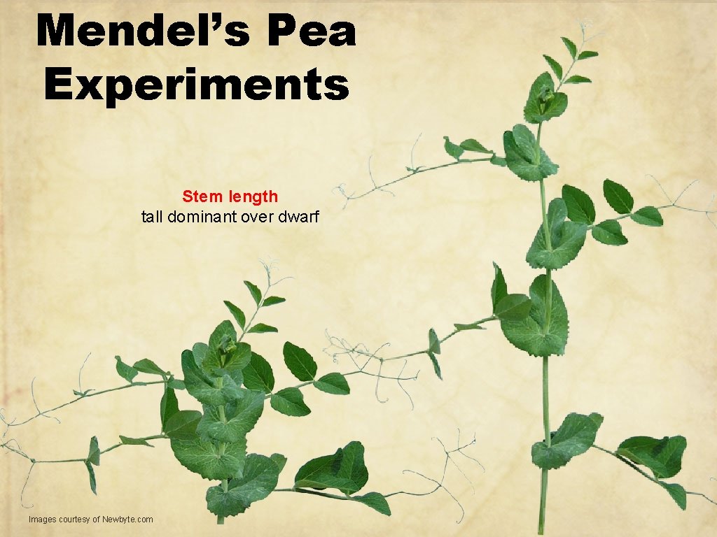 Mendel’s Pea Experiments Stem length tall dominant over dwarf Images courtesy of Newbyte. com