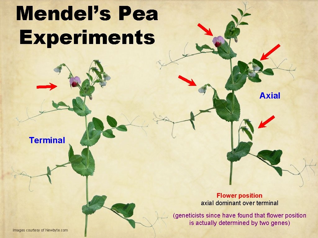 Mendel’s Pea Experiments Axial Terminal Flower position axial dominant over terminal (geneticists since have