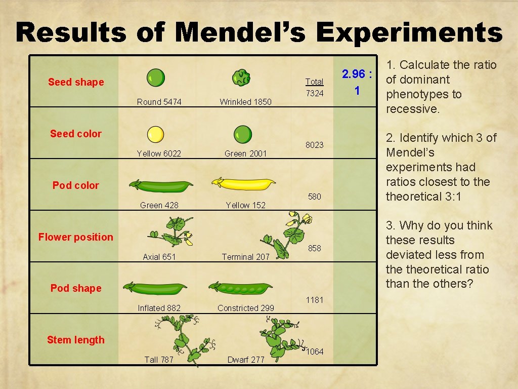 Results of Mendel’s Experiments Seed shape Round 5474 Wrinkled 1850 Total 7324 Seed color