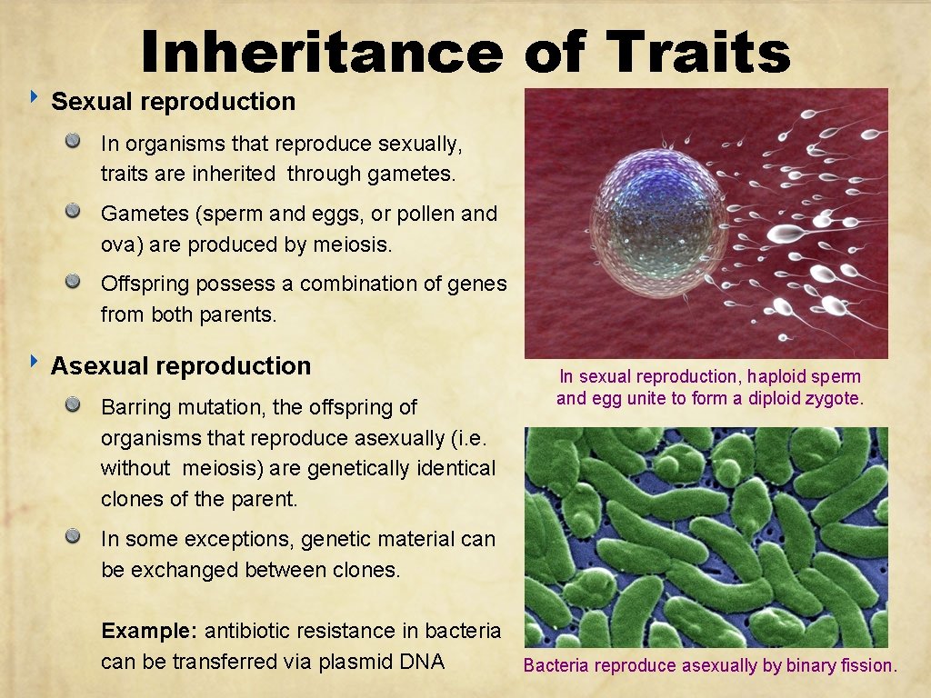 Inheritance of Traits ‣ Sexual reproduction In organisms that reproduce sexually, traits are inherited