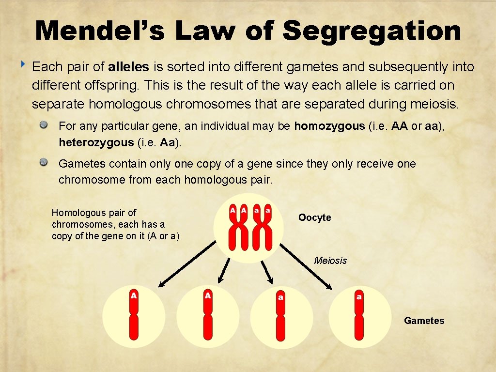 Mendel’s Law of Segregation ‣ Each pair of alleles is sorted into different gametes