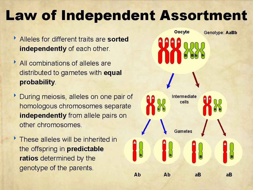 Law of Independent Assortment Oocyte ‣ Alleles for different traits are sorted Genotype: Aa.