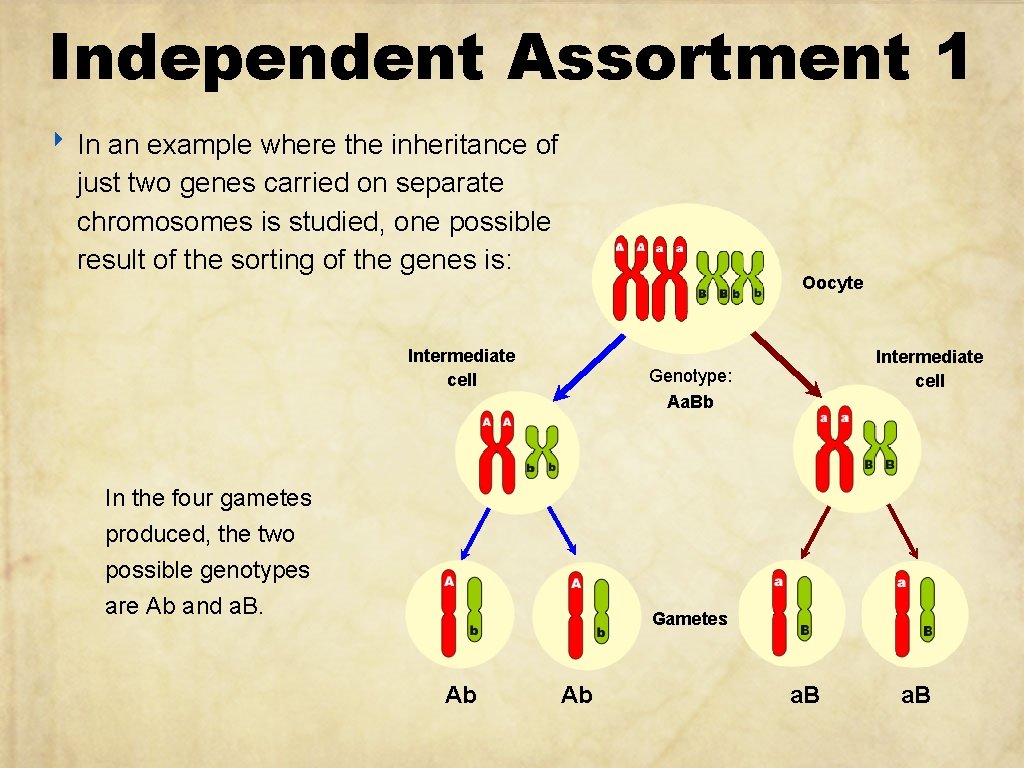 Independent Assortment 1 ‣ In an example where the inheritance of just two genes