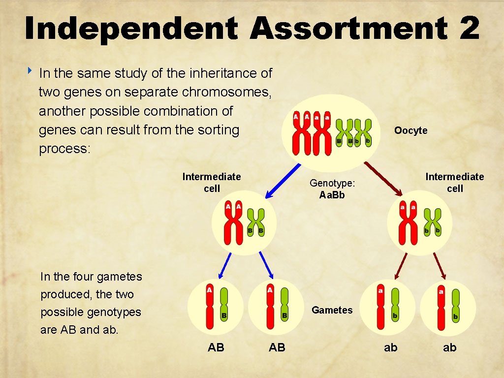 Independent Assortment 2 ‣ In the same study of the inheritance of two genes