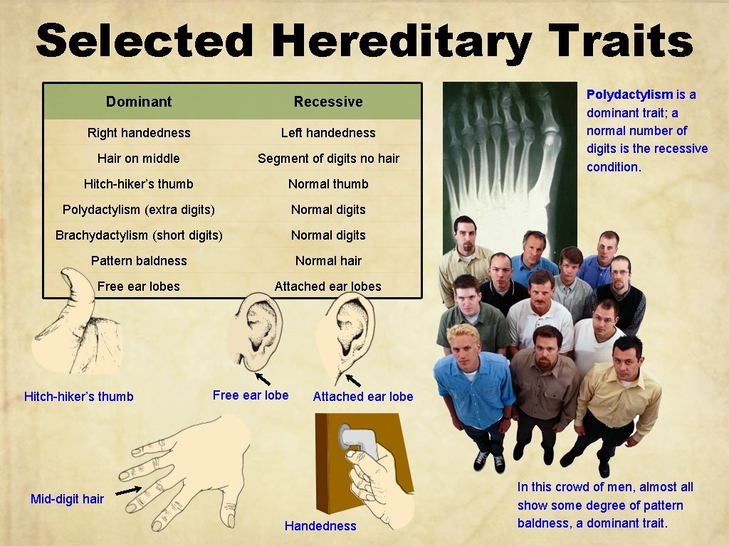 Selected Hereditary Traits Dominant Recessive Right handedness Left handedness Hair on middle Segment of