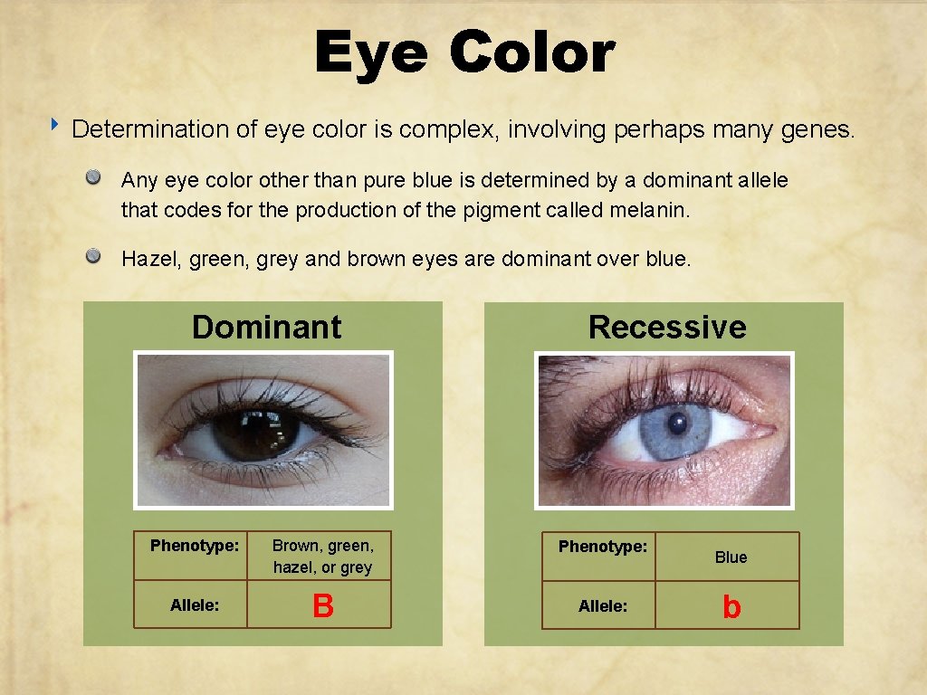 Eye Color ‣ Determination of eye color is complex, involving perhaps many genes. Any