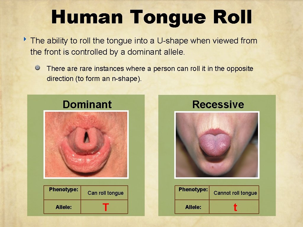 Human Tongue Roll ‣ The ability to roll the tongue into a U-shape when