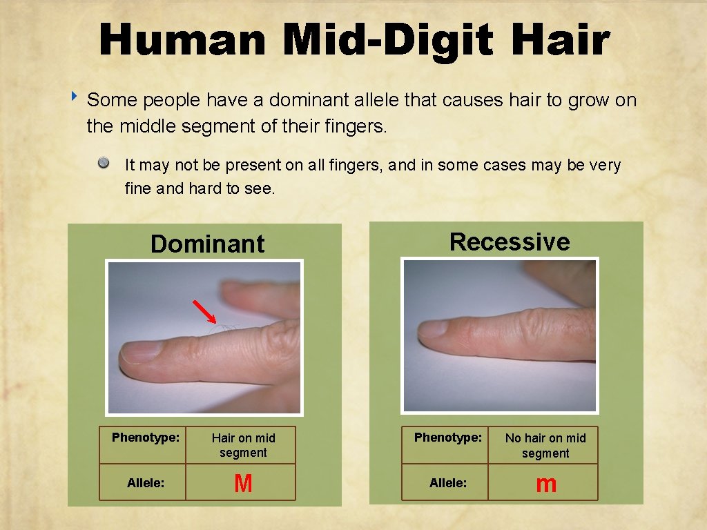 Human Mid-Digit Hair ‣ Some people have a dominant allele that causes hair to