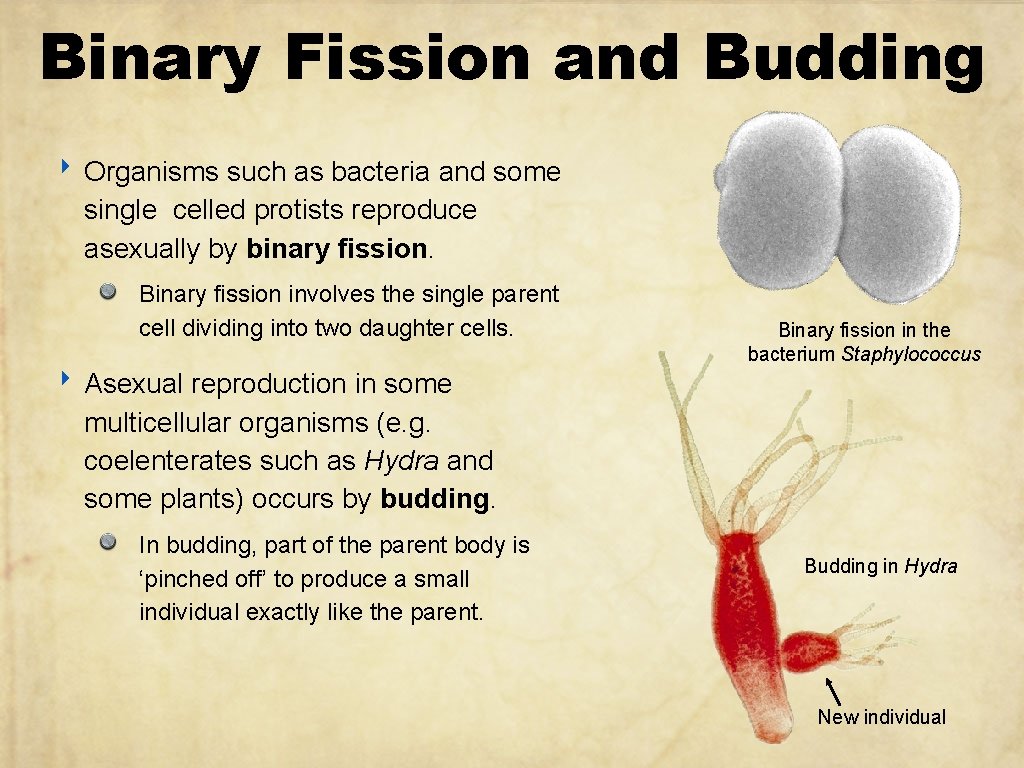 Binary Fission and Budding ‣ Organisms such as bacteria and some single celled protists