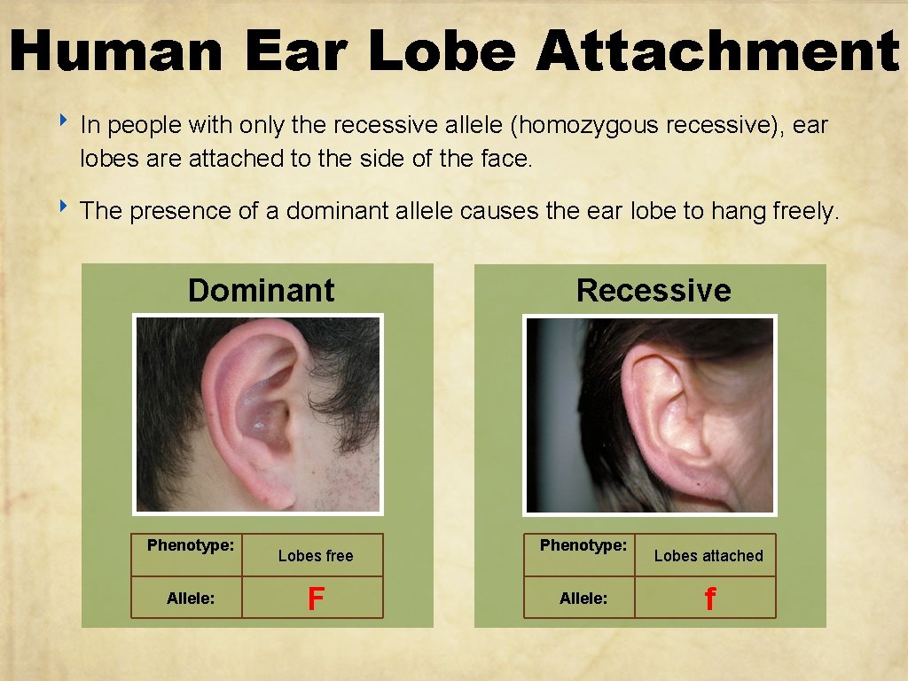 Human Ear Lobe Attachment ‣ In people with only the recessive allele (homozygous recessive),