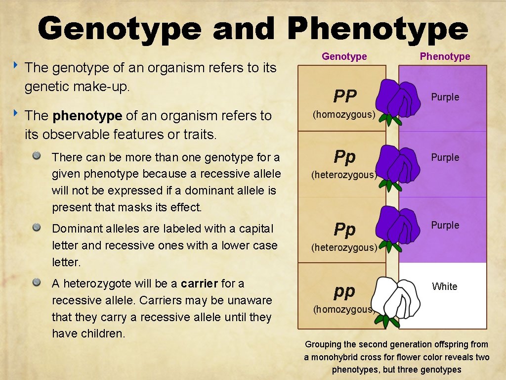 Genotype and Phenotype ‣ The genotype of an organism refers to its genetic make-up.