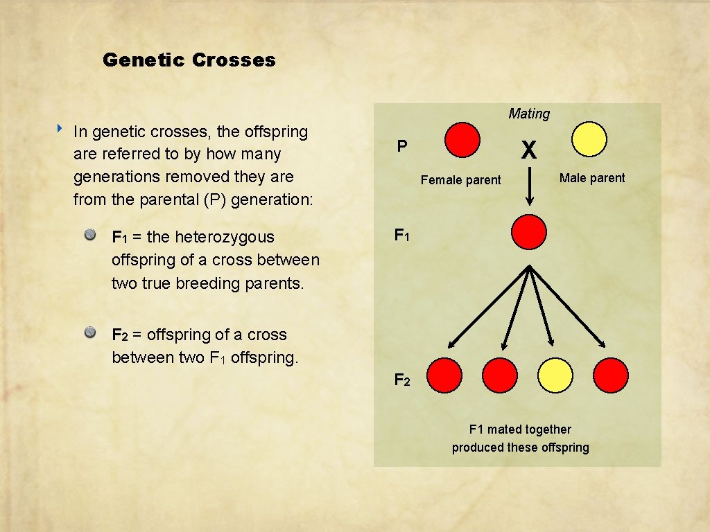 Genetic Crosses ‣ Mating In genetic crosses, the offspring are referred to by how