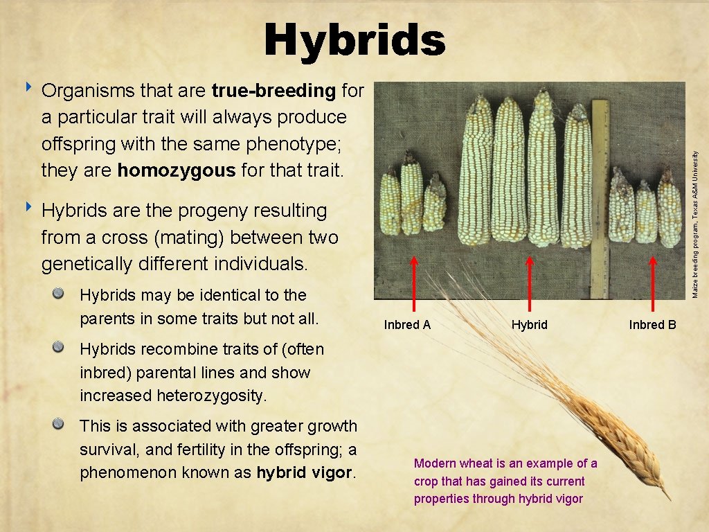 Hybrids ‣ Organisms that are true-breeding for Maize breeding program, Texas A&M University a