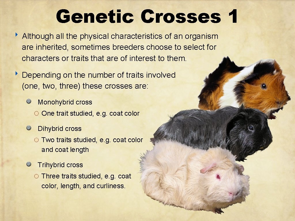 Genetic Crosses 1 ‣ Although all the physical characteristics of an organism are inherited,