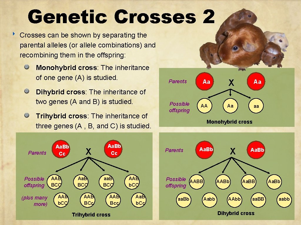 ‣ Genetic Crosses 2 Crosses can be shown by separating the parental alleles (or