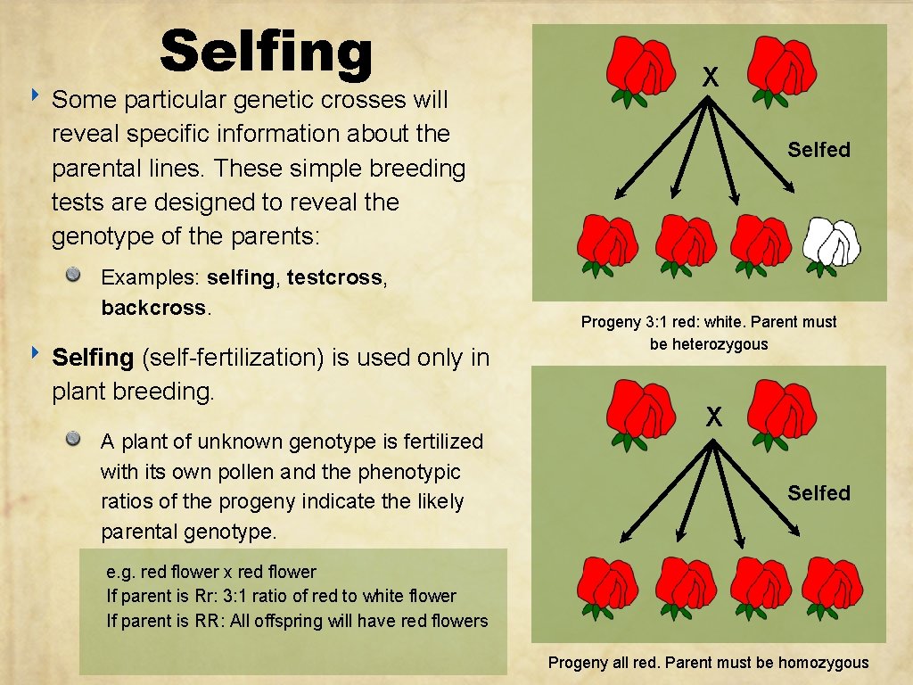 Selfing ‣ Some particular genetic crosses will X reveal specific information about the parental