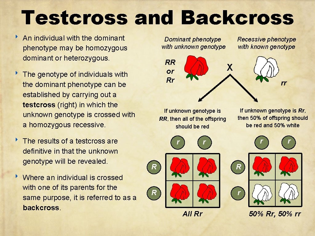 Testcross and Backcross ‣ ‣ An individual with the dominant phenotype may be homozygous