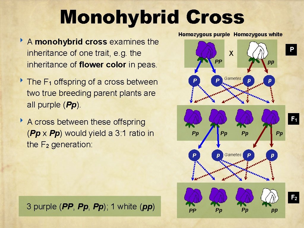Monohybrid Cross ‣ A monohybrid cross examines the Homozygous purple Homozygous white inheritance of
