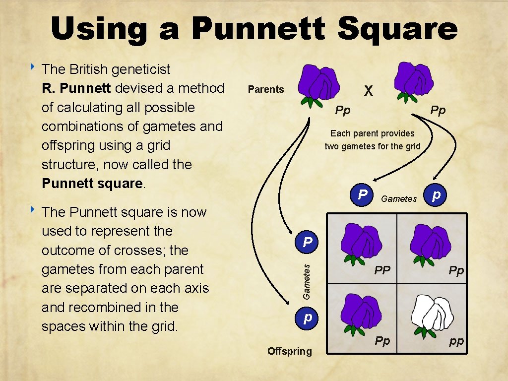 Using a Punnett Square ‣ The British geneticist R. Punnett devised a method of