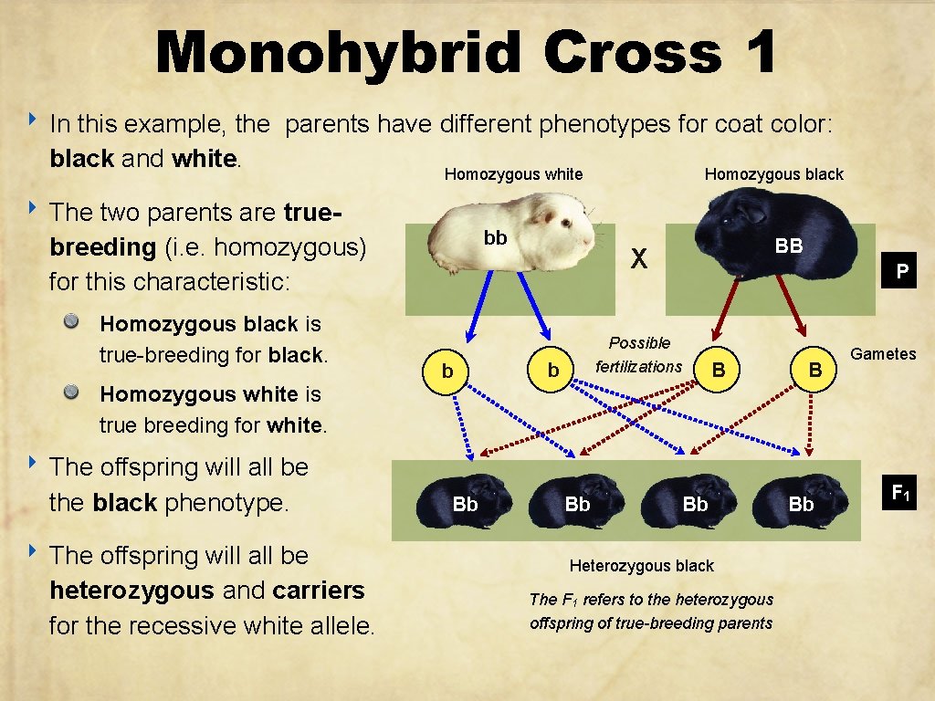 Monohybrid Cross 1 ‣ In this example, the parents have different phenotypes for coat