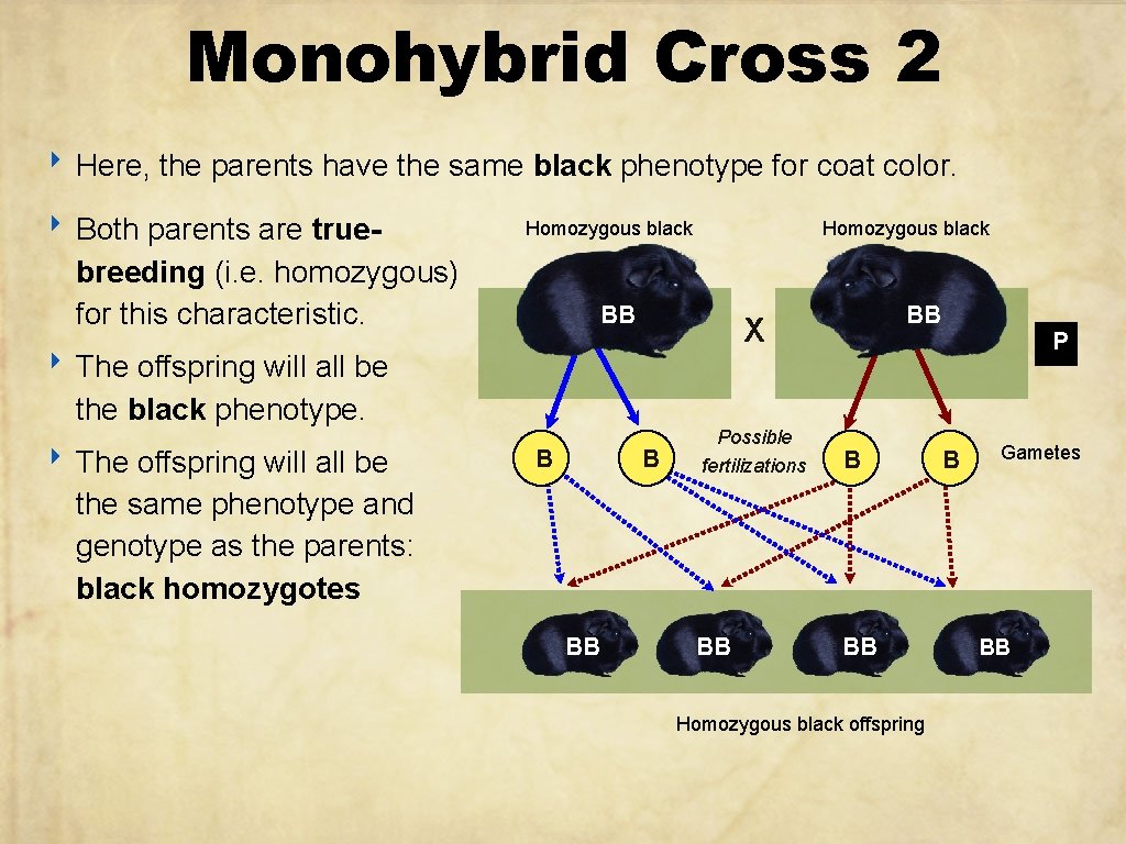 Monohybrid Cross 2 ‣ Here, the parents have the same black phenotype for coat