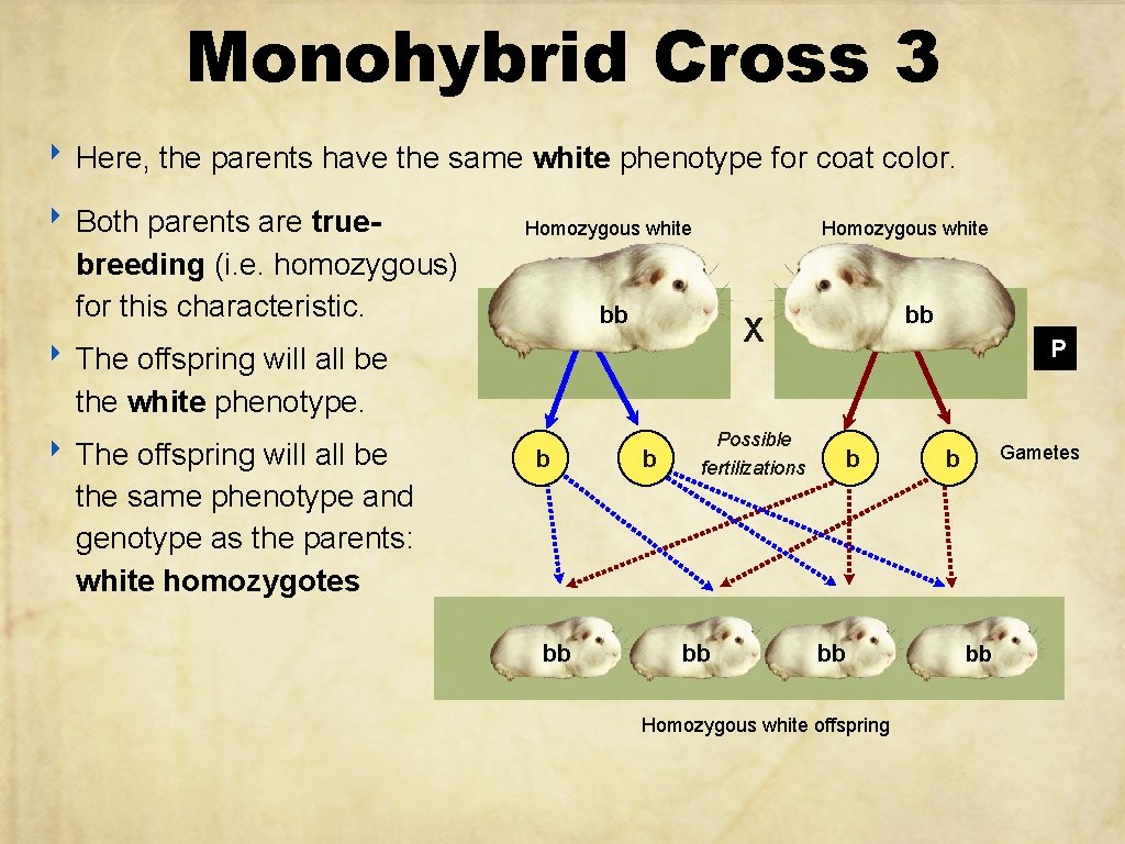 Monohybrid Cross 3 ‣ Here, the parents have the same white phenotype for coat