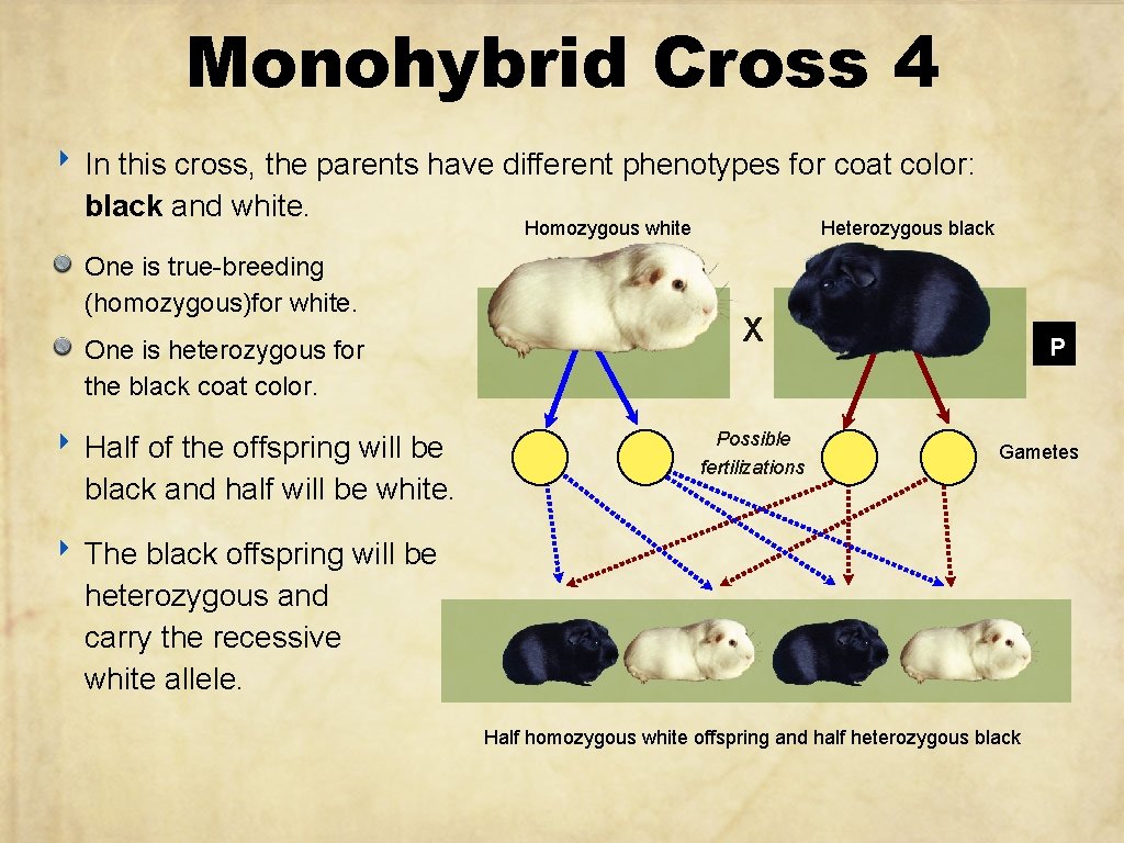 Monohybrid Cross 4 ‣ In this cross, the parents have different phenotypes for coat