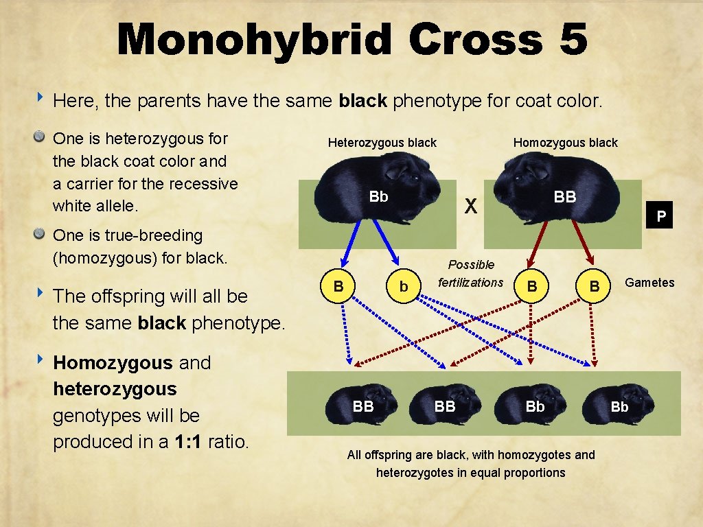 Monohybrid Cross 5 ‣ Here, the parents have the same black phenotype for coat