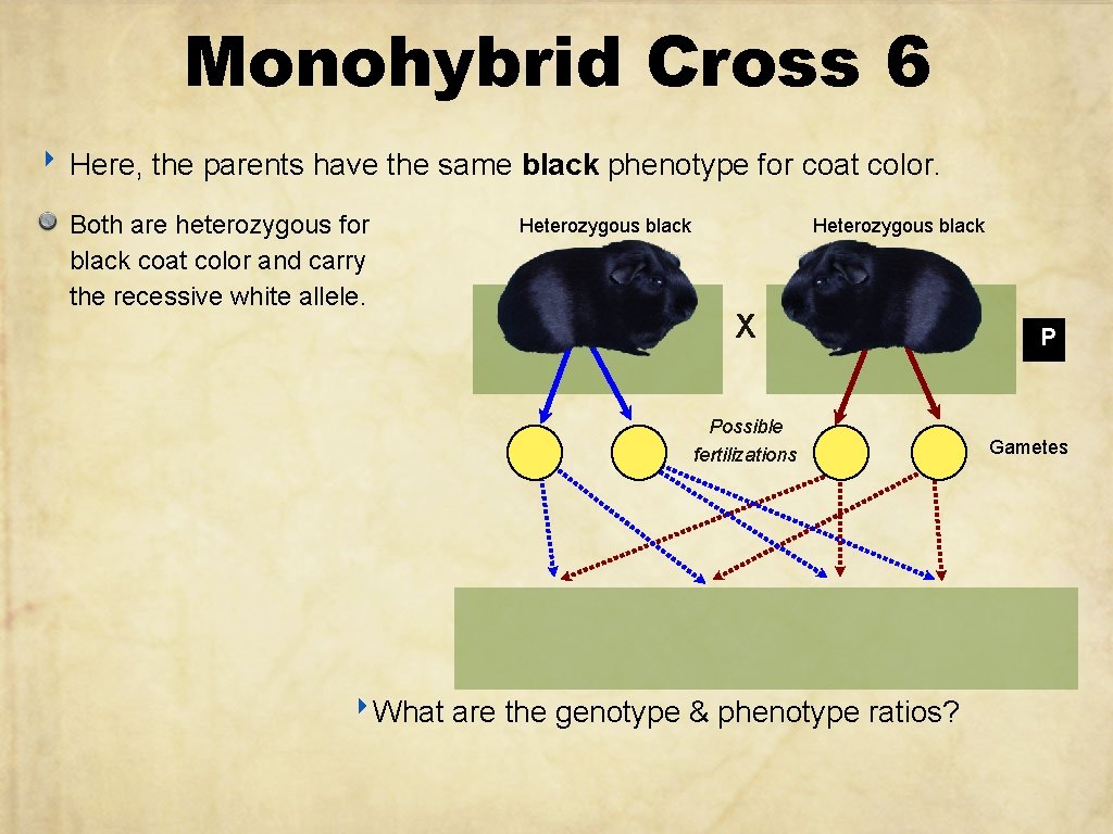 Monohybrid Cross 6 ‣ Here, the parents have the same black phenotype for coat