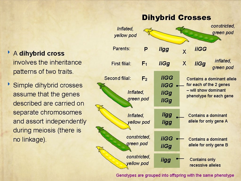 Dihybrid Crosses constricted, green pod Inflated, yellow pod ‣ A dihybrid cross involves the