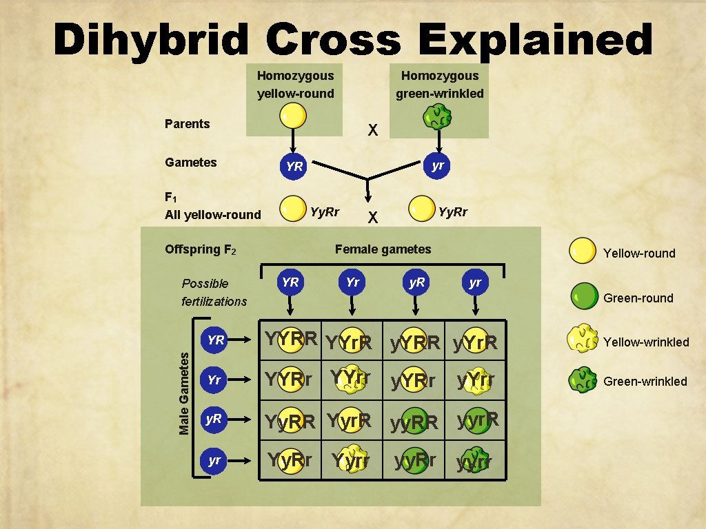 Dihybrid Cross Explained Homozygous yellow-round Homozygous green-wrinkled Parents Gametes X F 1 All yellow-round