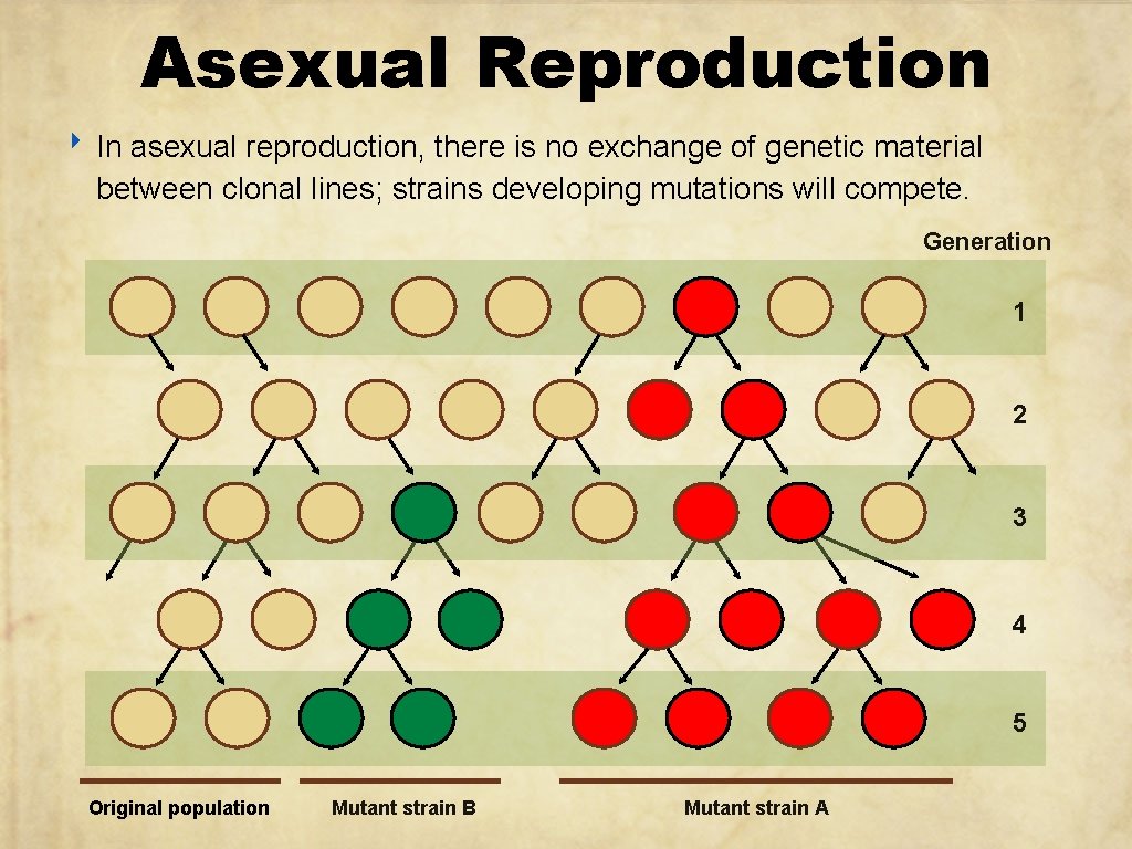 Asexual Reproduction ‣ In asexual reproduction, there is no exchange of genetic material between