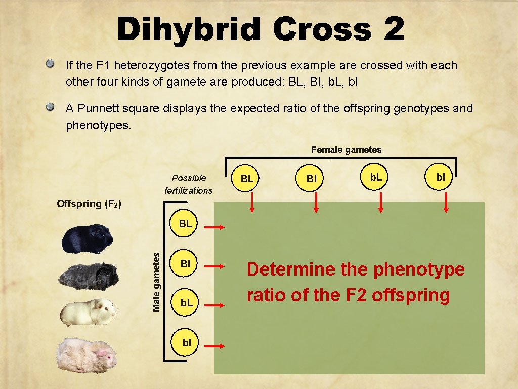 Dihybrid Cross 2 If the F 1 heterozygotes from the previous example are crossed