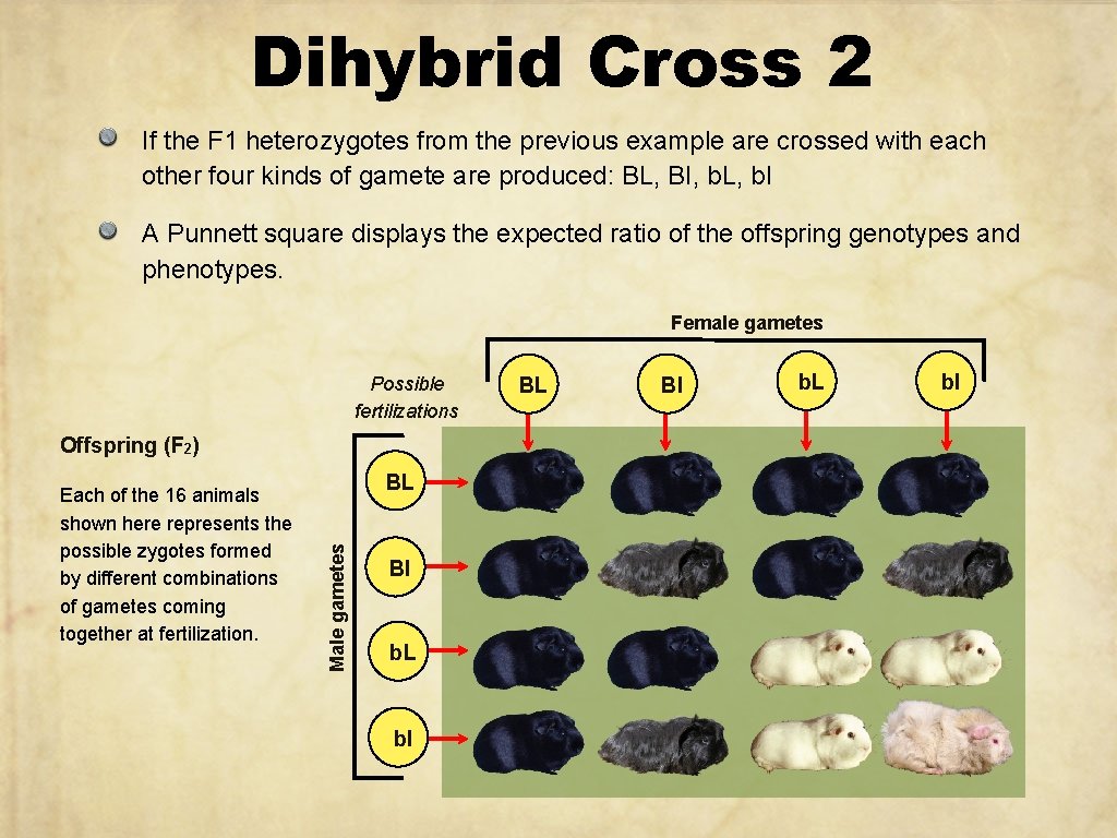 Dihybrid Cross 2 If the F 1 heterozygotes from the previous example are crossed