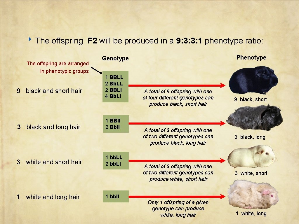 ‣ The offspring F 2 will be produced in a 9: 3: 3: 1