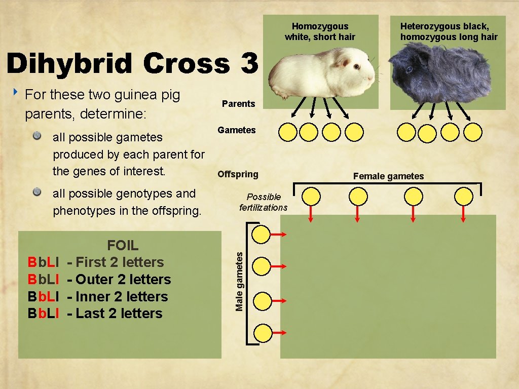 Dihybrid Cross 3 parents, determine: all possible gametes produced by each parent for the