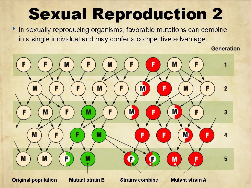 Sexual Reproduction 2 ‣ In sexually reproducing organisms, favorable mutations can combine in a